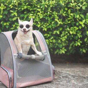 Foldable Pet Travel Backpack with Front Mesh Window