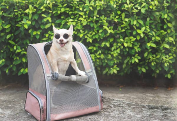 Foldable Pet Travel Backpack with Front Mesh Window