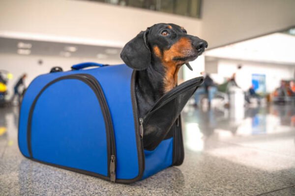 Durable Dog Travel Duffel Bag with Padded Interior