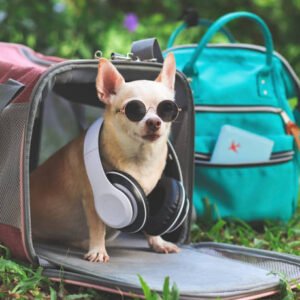 Expandable Pet Carrier with Mesh Sides – Perfect for Outdoor Adventures