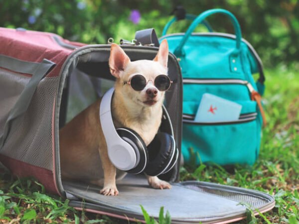Expandable Pet Carrier with Mesh Sides – Perfect for Outdoor Adventures