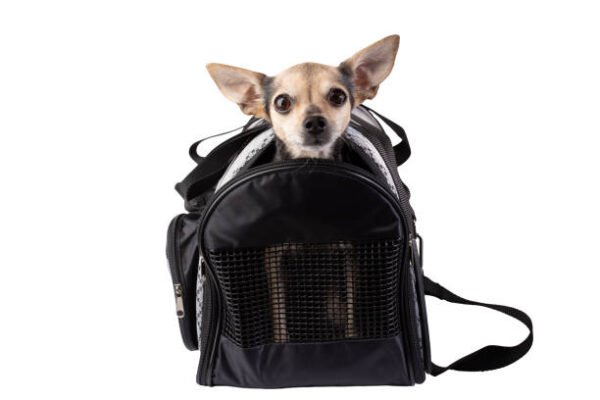 Double Compartment Pet Carrier – Carry Two Pets in Comfort