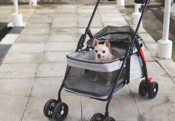 Airline-Approved Pet Carrier with Rolling Wheels