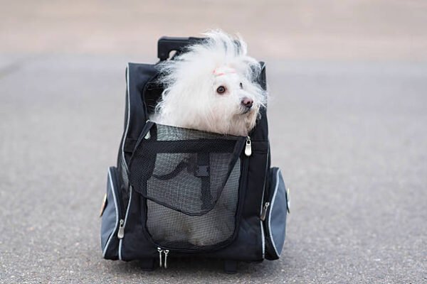 Multi-Functional Dog Travel Carrier with Side Mesh & Padded Base