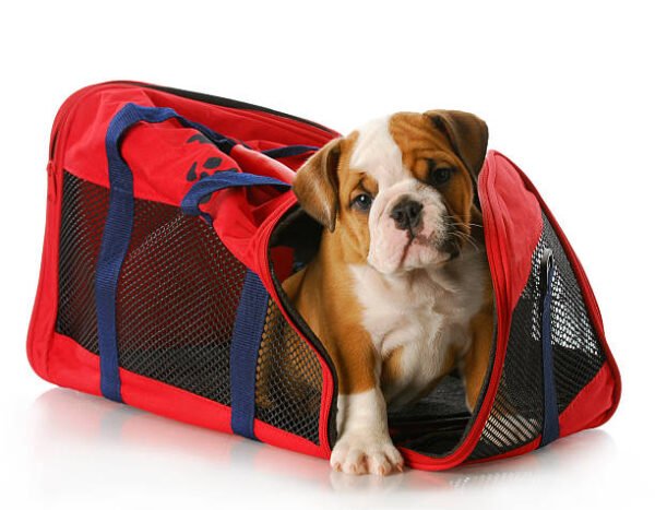 Sporty Pet Carrier Bag with Mesh Sides & Shoulder Strap