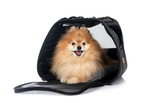 Cozy Soft-Shell Pet Carrier with Plush Interior