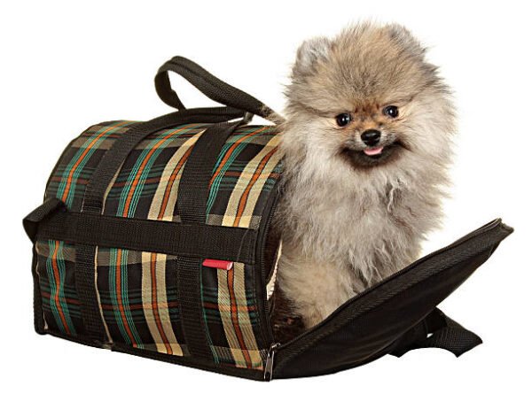 Luxury Striped Canvas Pet Carrier – Lightweight & Durable