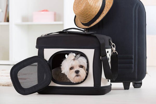Soft-Sided Pet Carrier with Expandable Side for Extra Space